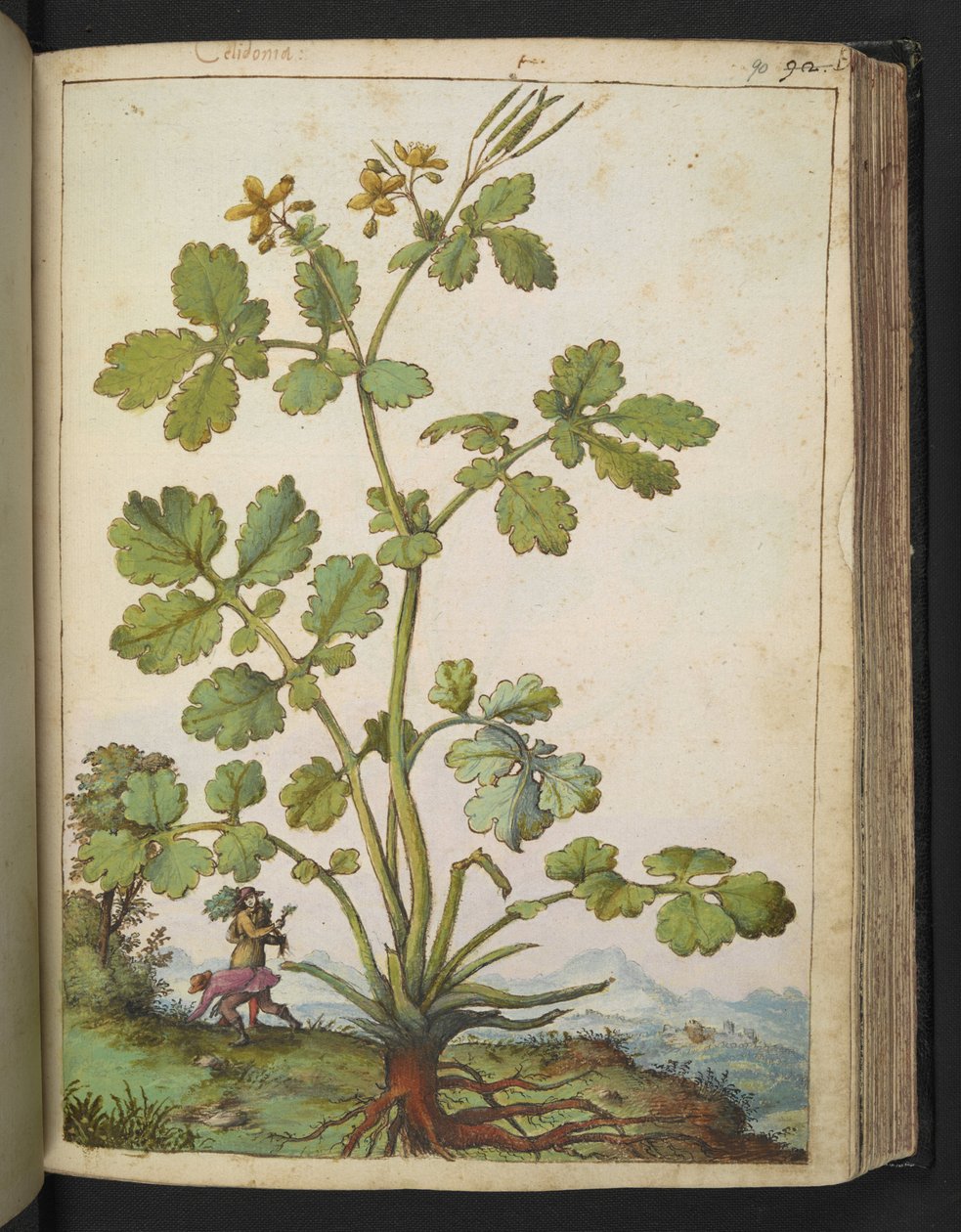 Chelidonium majus, de "Pinturas de flora de los estados romanos" de Gherardo Cibo, Add MS 22333, f090r, c.1564-84 (acuarela y gouache sobre papel) de Gherardo Cibo