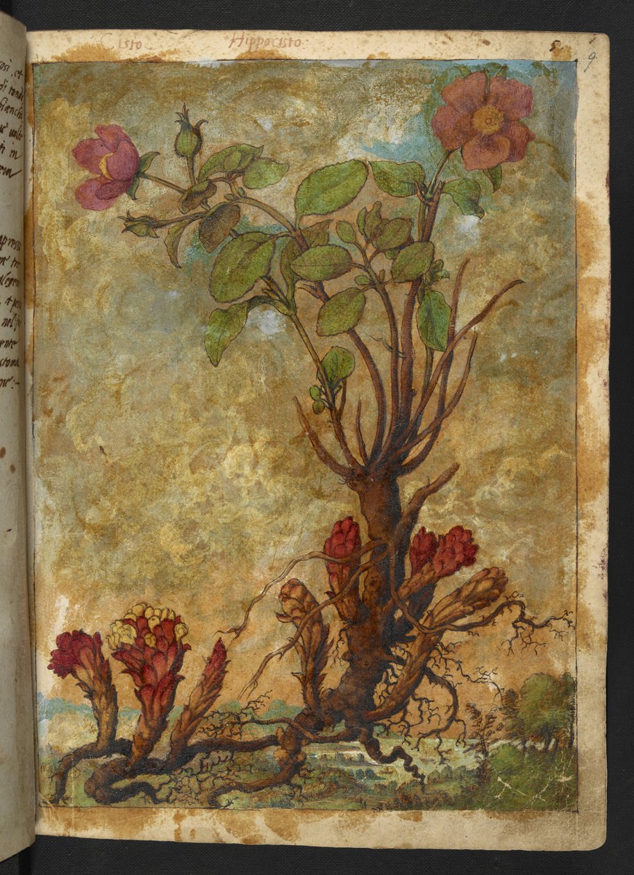 Cytinus hypocistis, de "Pinturas de flora de los estados romanos" de Gherardo Cibo, Add MS 22333, f009r, c.1564-84 (acuarela y gouache sobre papel) de Gherardo Cibo
