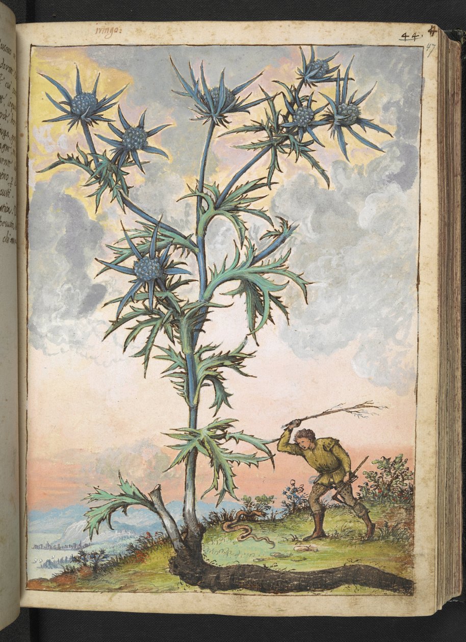 Eryngium maritimum, de "Pinturas de Flora de los Estados Romanos" de Gherardo Cibo, Add MS 22333, f047r, c.1564-84 (acuarela y gouache sobre papel) de Gherardo Cibo
