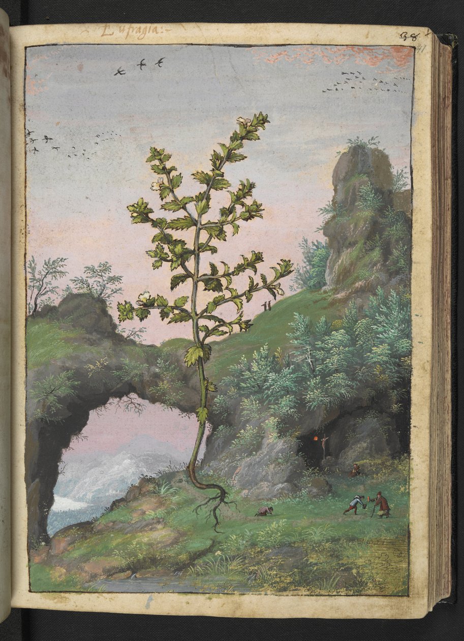 Euphrasia officinalis, de "Pinturas de Flora de los Estados Romanos" de Gherardo Cibo, Add MS 22333, f041r, c.1564-84 (acuarela y gouache sobre papel) de Gherardo Cibo