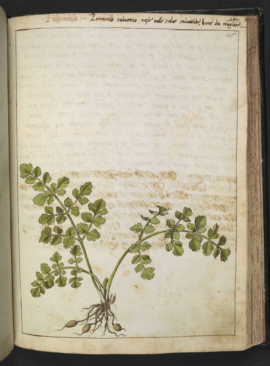 Filipendula, de "Pinturas de Flora de los Estados Romanos" de Gherardo Cibo, Add MS 22333, f145r, c.1564-84 (acuarela y gouache sobre papel) de Gherardo Cibo