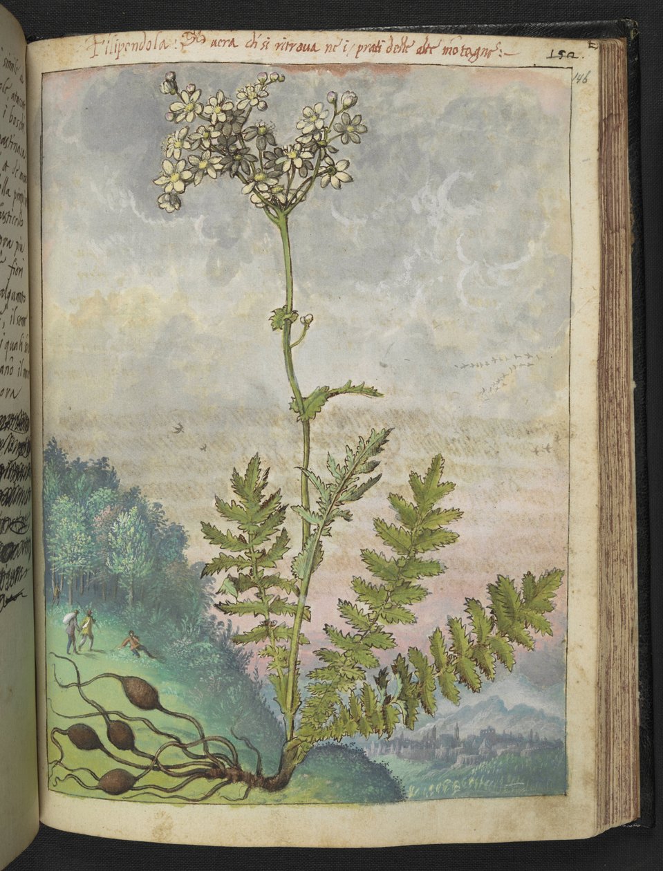 Filipendula vulgari, de "Pinturas de Flora de los Estados Romanos" de Gherardo Cibo, Add MS 22333, f146r, c.1564-84 (acuarela y gouache sobre papel) de Gherardo Cibo