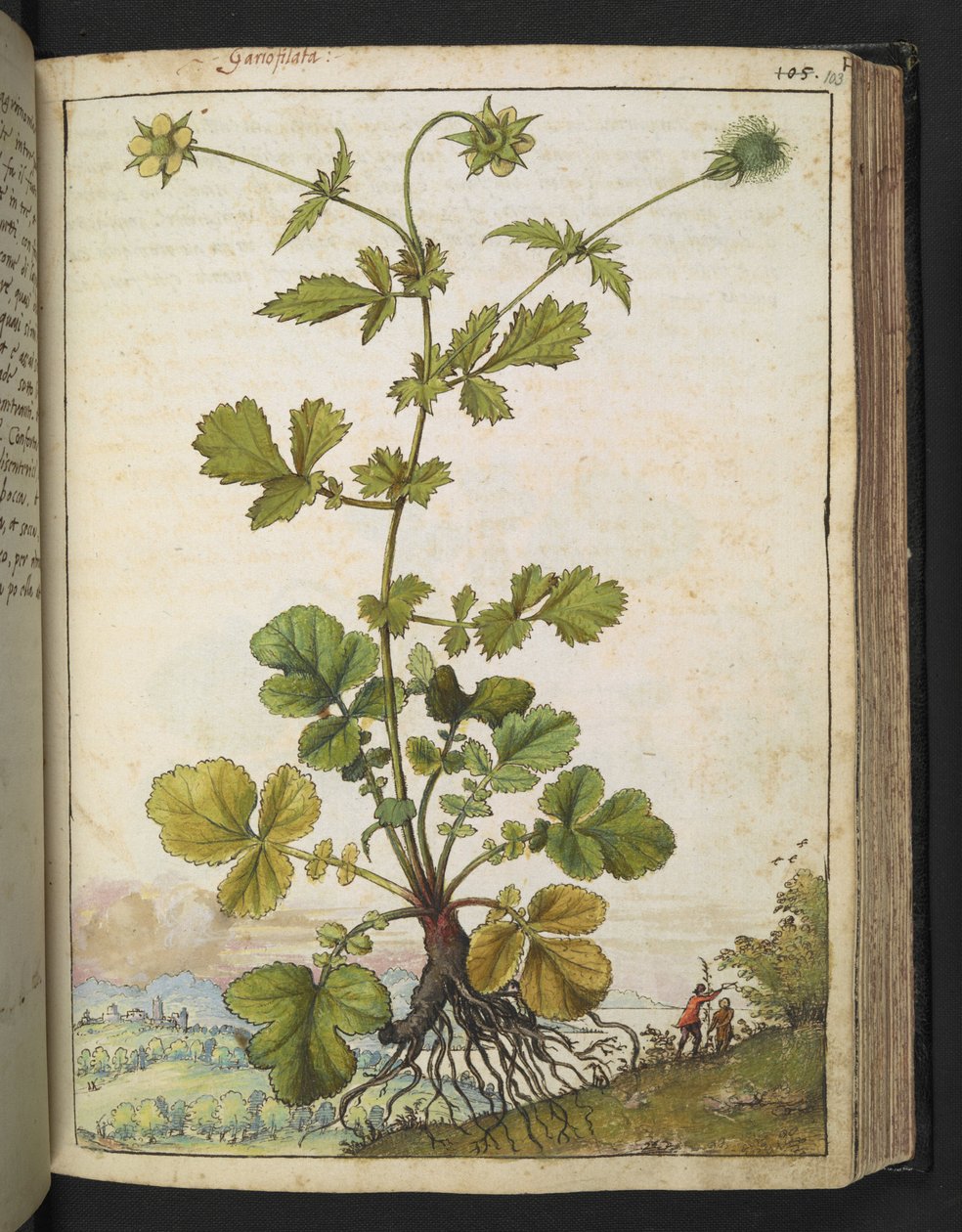 Geum urbanum, de "Pinturas de Flora de los Estados Romanos" de Gherardo Cibo, Add MS 22333, f103r, c.1564-84 (acuarela y gouache sobre papel) de Gherardo Cibo