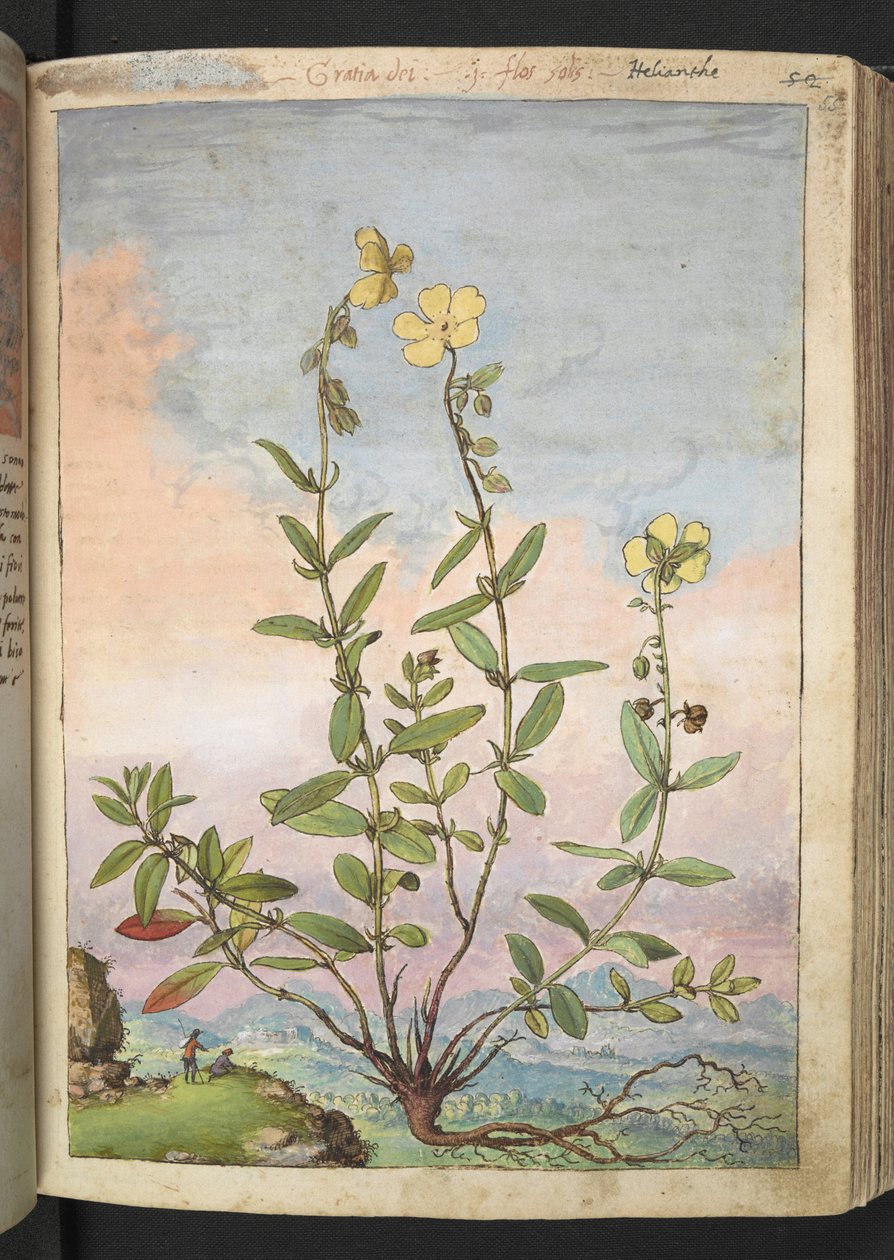 Helianthemum nummularium, de "Pinturas de flora de los estados romanos" de Gherardo Cibo, Add MS 22333, f055r, c.1564-84 (acuarela y gouache sobre papel) de Gherardo Cibo
