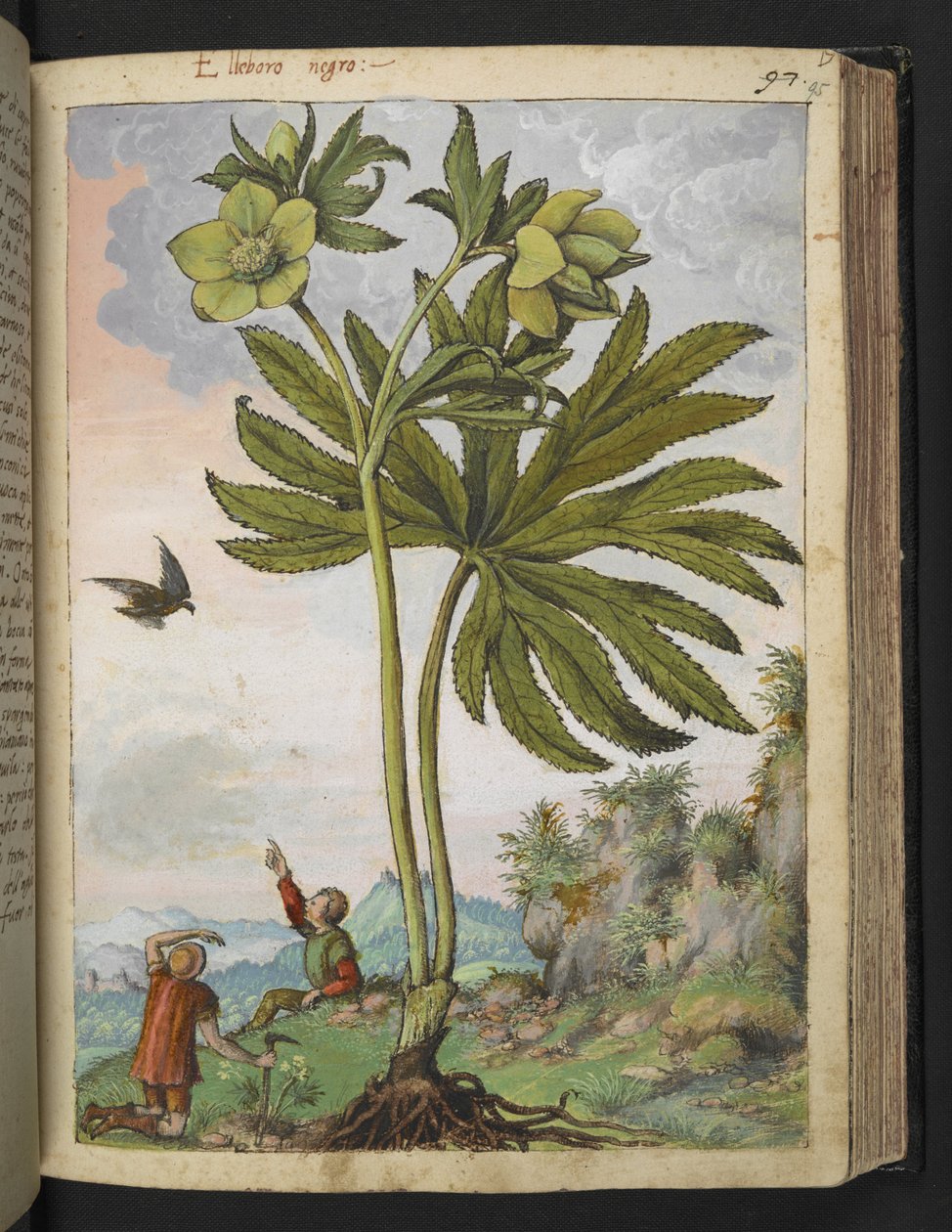 Helleborus viridis, de "Pinturas de flora de los estados romanos" de Gherardo Cibo, Add MS 22333, f095r, c.1564-84 (acuarela y gouache sobre papel) de Gherardo Cibo