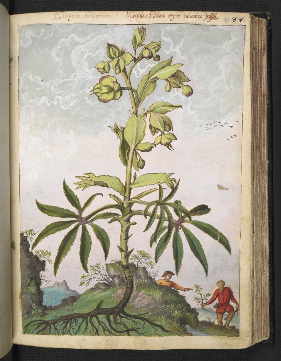 Helleborus foetidus, de "Pinturas de flora de los estados romanos" de Gherardo Cibo, Add MS 22333, f089r, c.1564-84 (acuarela y gouache sobre papel) de Gherardo Cibo
