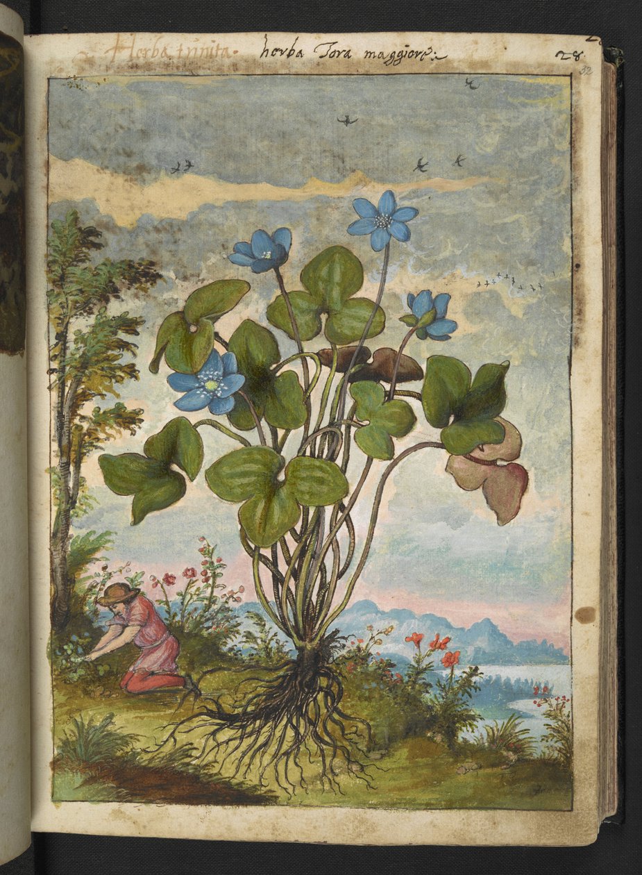 Hepatica nobilis: una planta con pétalos azules y una persona cavando o hablando de esquejes, de "Paintings of Flora of the Roman States" de Gherardo Cibo, Add MS 22333, f032r, c.1564-84 (acuarela y gouache sobre papel) de Gherardo Cibo