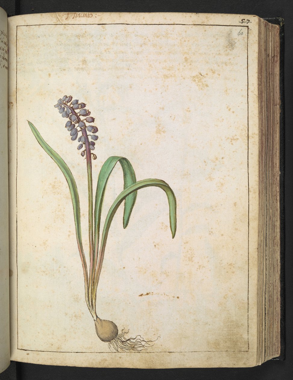 Jacinto, de "Pinturas de flora de los estados romanos" de Gherardo Cibo, Add MS 22333, f060r, c.1564-84 (acuarela y gouache sobre papel) de Gherardo Cibo