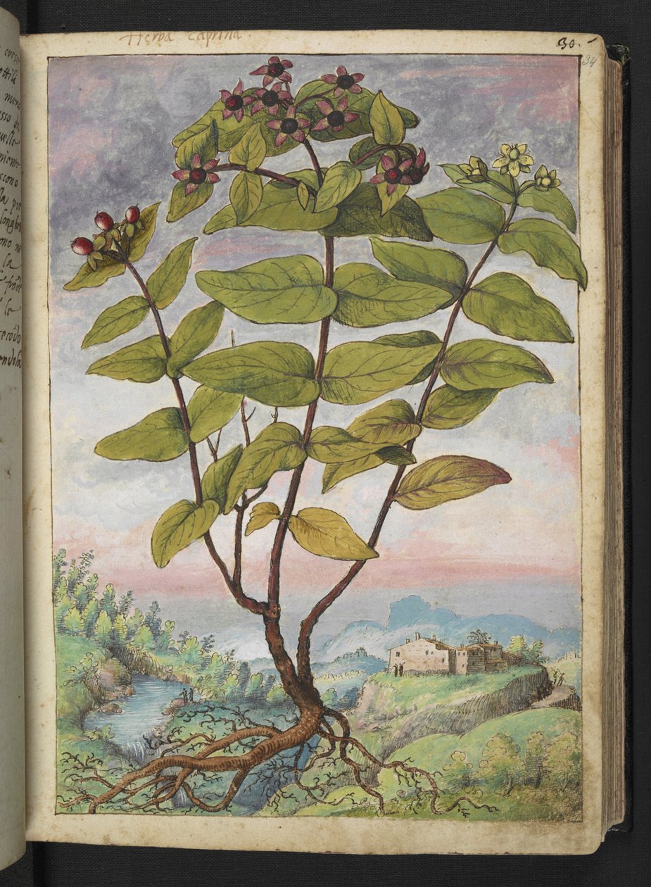 Hypericum hircinum, de "Pinturas de Flora de los Estados Romanos" de Gherardo Cibo, Add MS 22333, f034r, c.1564-84 (acuarela y gouache sobre papel) de Gherardo Cibo