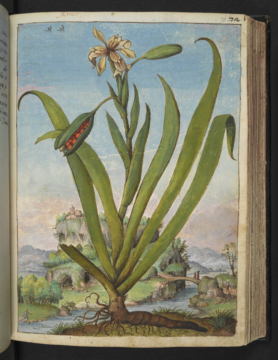 Iris Foetidissima: planta con flores con vainas de semillas, de "Pinturas de la flora de los estados romanos" de Gherardo Cibo, Add MS 22333, f073r, c.1564-84 (acuarela y gouache sobre papel) de Gherardo Cibo