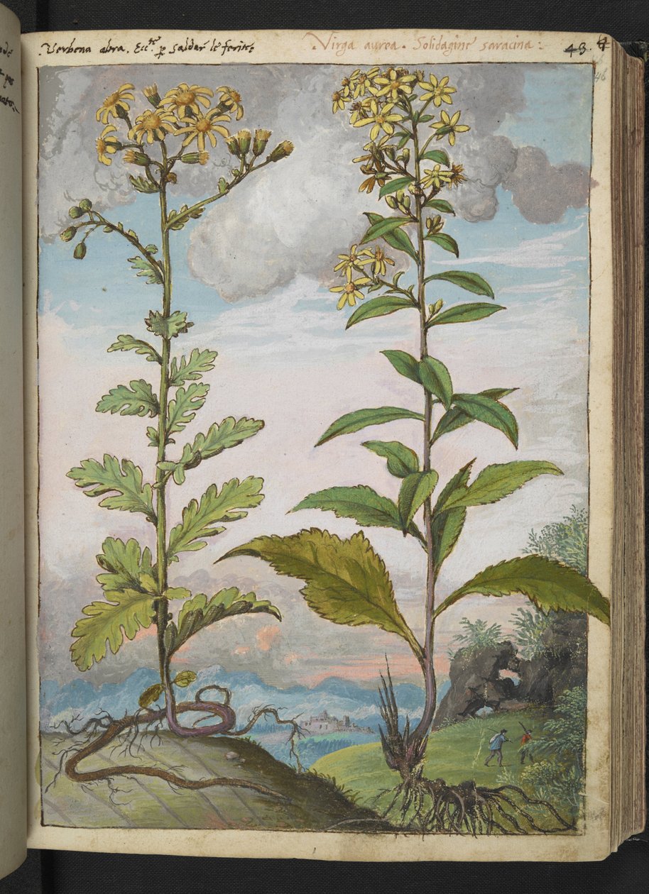 Jacobaeae vulgaris et Senecio ovatu, de "Pinturas de Flora de los Estados Romanos" de Gherardo Cibo, Add MS 22333, f046r, c.1564-84 (acuarela y gouache sobre papel) de Gherardo Cibo