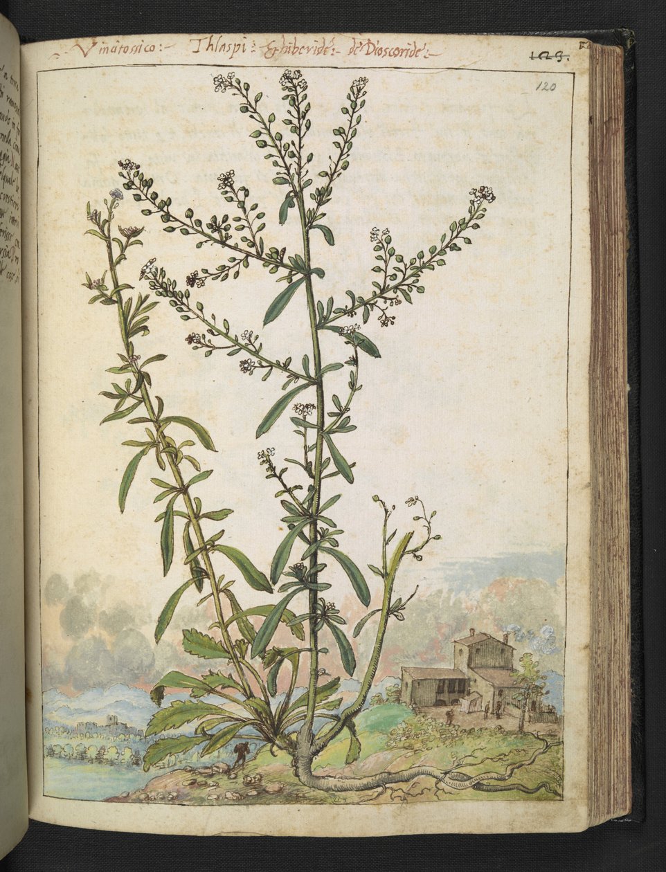 Lepidium graminifolium, de "Pinturas de Flora de los Estados Romanos" de Gherardo Cibo, Add MS 22333, f120r, c.1564-84 (acuarela y gouache sobre papel) de Gherardo Cibo