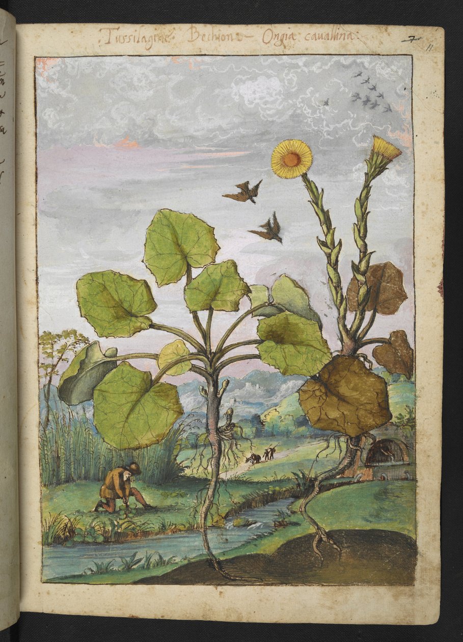 Ligularia tussilaginea (planta de leopardo), de "Pinturas de la flora de los estados romanos" de Gherardo Cibo, Add MS 22333, f011r, c.1564-84 (acuarela y gouache sobre papel) de Gherardo Cibo