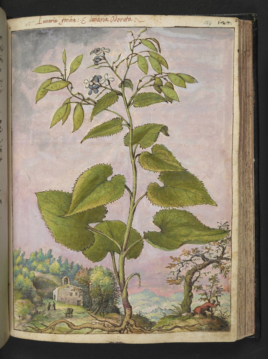Lunaria redivivia, de "Pinturas de Flora de los Estados Romanos" de Gherardo Cibo, Add MS 22333, f124r, c.1564-84 (acuarela y gouache sobre papel) de Gherardo Cibo