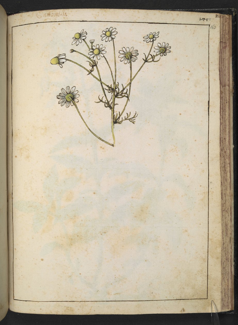 Matricaria chamomilla (manzanilla), de "Pinturas de la flora de los estados romanos" de Gherardo Cibo, Add MS 22333, f163r, c.1564-84 (acuarela y gouache sobre papel) de Gherardo Cibo