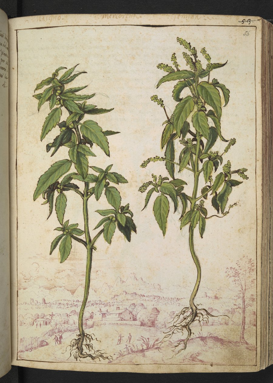 Mercurialis annua, de "Pinturas de flora de los estados romanos" de Gherardo Cibo, Add MS 22333, f056r, c.1564-84 (acuarela y gouache sobre papel) de Gherardo Cibo