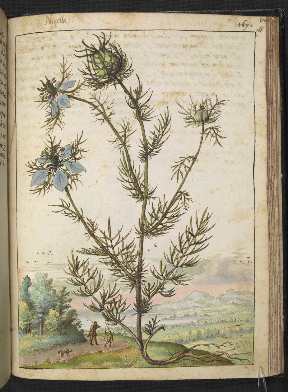 Nigella damascena, de "Pinturas de flora de los estados romanos" de Gherardo Cibo, Add MS 22333, f161r, c.1564-84 (acuarela y gouache sobre papel) de Gherardo Cibo