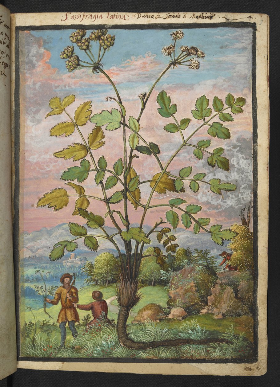 Oenanthe crocata, de "Pinturas de flora de los estados romanos" de Gherardo Cibo, Add MS 22333, f008r, c.1564-84 (acuarela y gouache sobre papel) de Gherardo Cibo