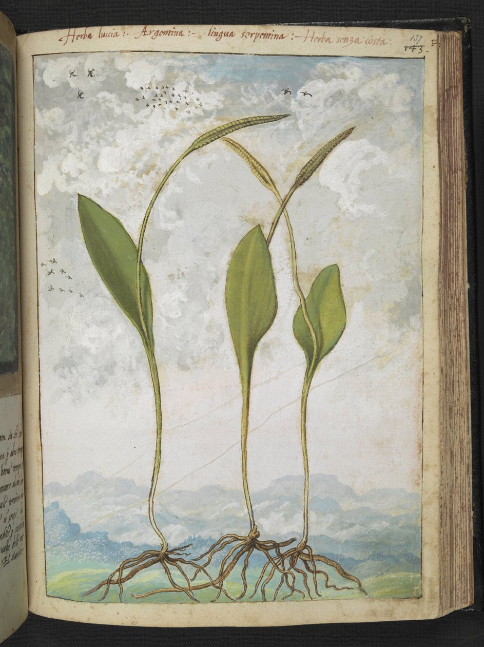 Ophioglossum vulgatum, de "Pinturas de flora de los estados romanos" de Gherardo Cibo, Add MS 22333, f137r, c.1564-84 (acuarela y gouache sobre papel) de Gherardo Cibo