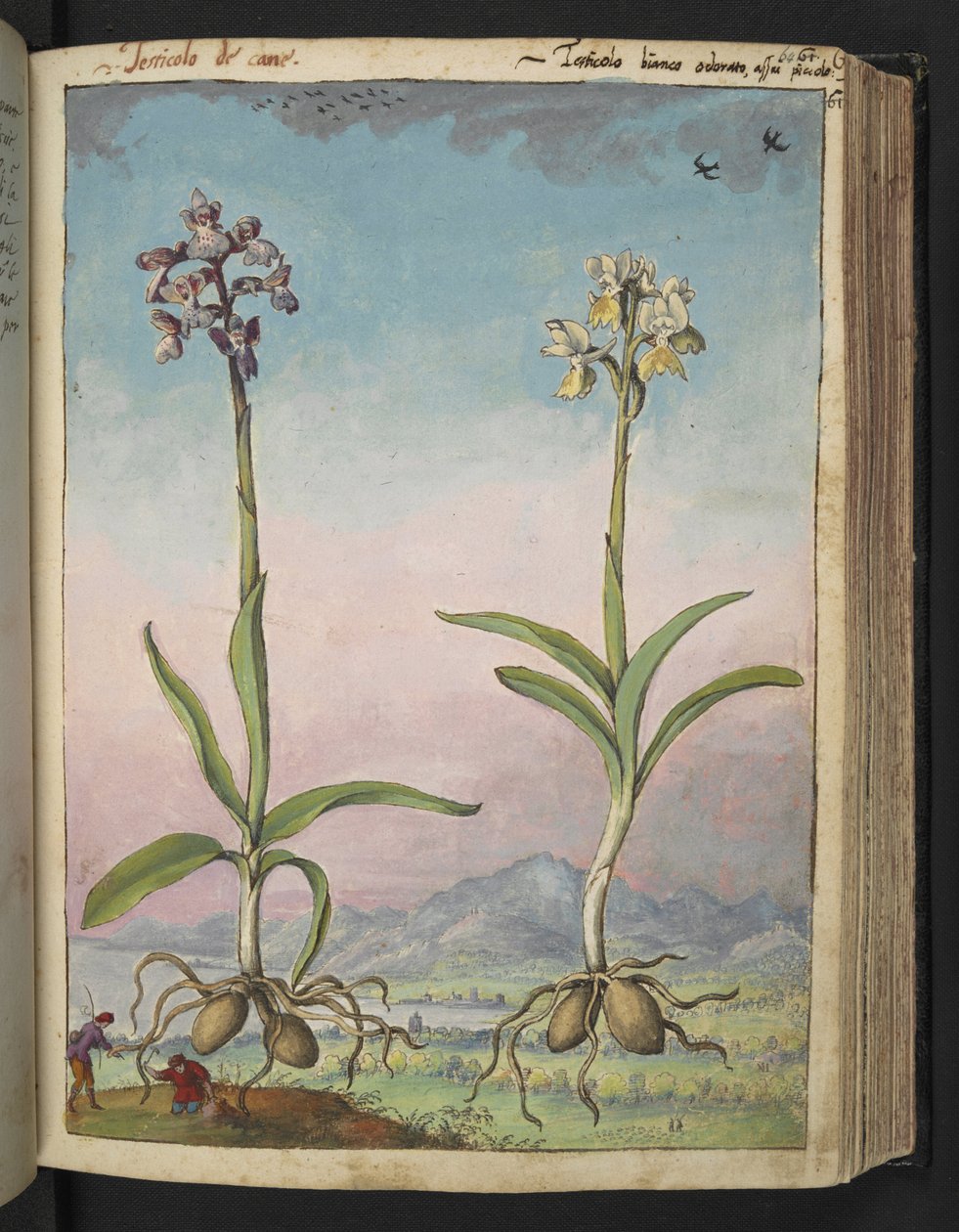 Orchis pallens: dos plantas con flores, de "Pinturas de la flora de los estados romanos" de Gherardo Cibo, Add MS 22333, f064r, c.1564-84 (acuarela y gouache sobre papel) de Gherardo Cibo