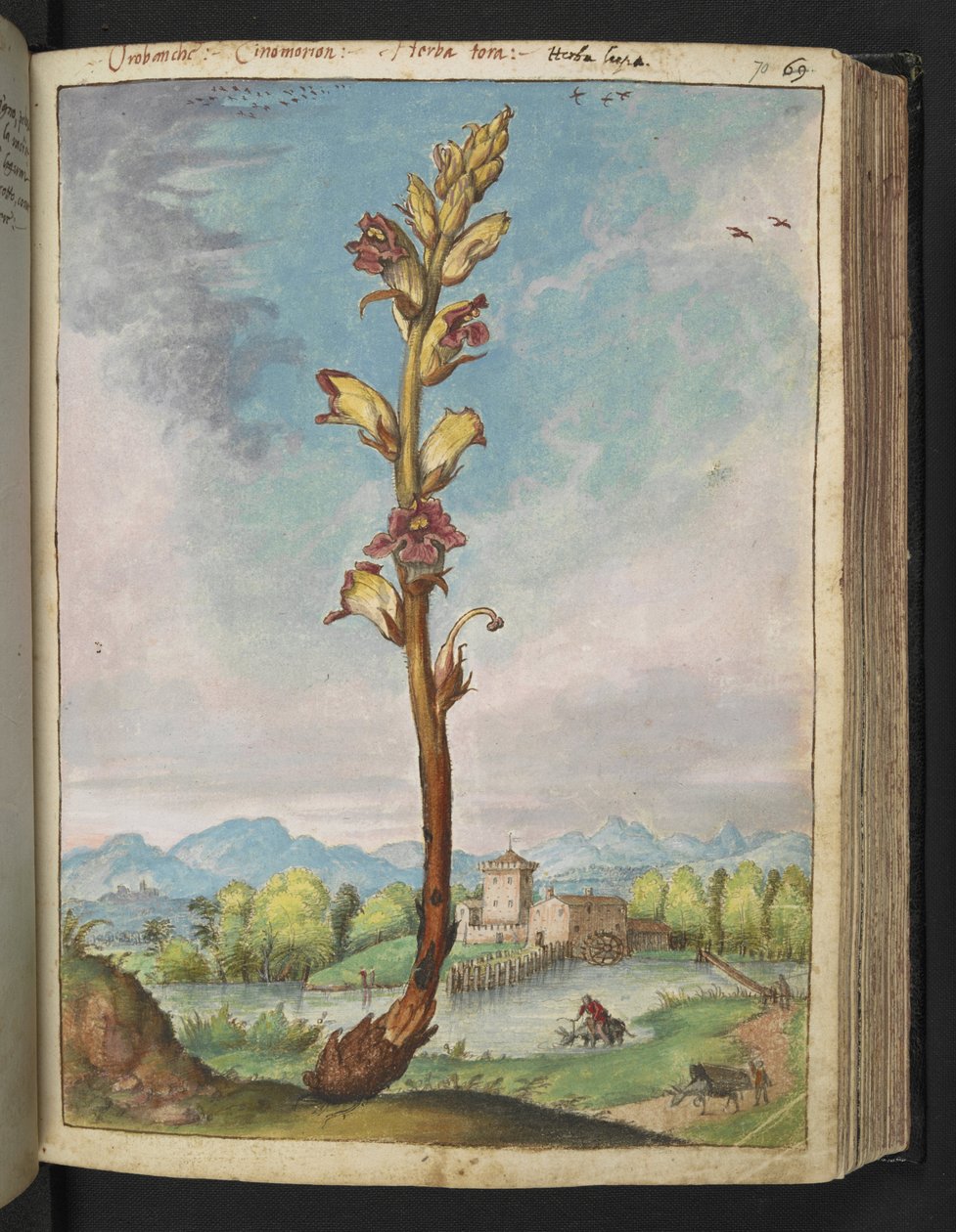 Orobanche gracilis, de "Pinturas de flora de los estados romanos" de Gherardo Cibo, Add MS 22333, f070r, c.1564-84 (acuarela y gouache sobre papel) de Gherardo Cibo