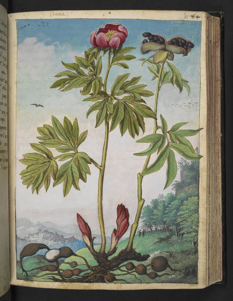 Paeonia officinalis, de "Pinturas de flora de los estados romanos" de Gherardo Cibo, Add MS 22333, f085r, c.1564-84 (acuarela y gouache sobre papel) de Gherardo Cibo