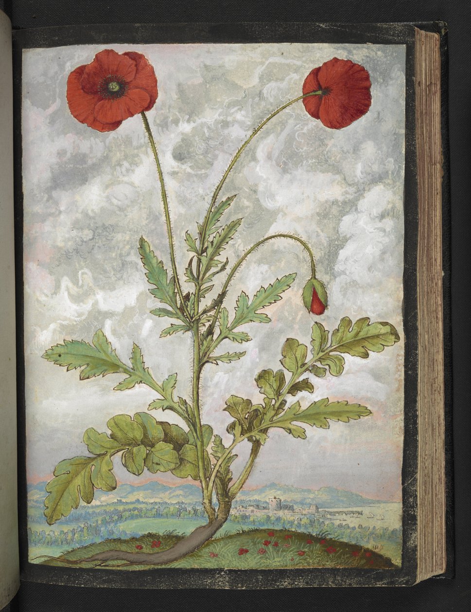 Papaver rhoeas (amapolas), de "Pinturas de la flora de los estados romanos" de Gherardo Cibo, Add MS 22333, f107r, c.1564-84 (acuarela y gouache sobre papel) de Gherardo Cibo