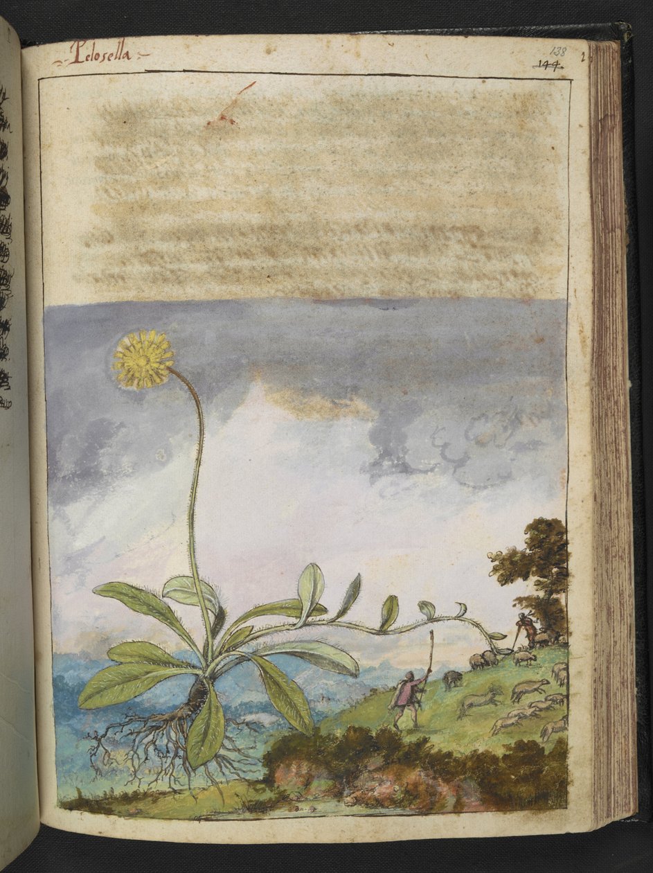 Pilosella officinarum, de "Pinturas de Flora de los Estados Romanos" de Gherardo Cibo, Add MS 22333, f138r, c.1564-84 (acuarela y gouache sobre papel) de Gherardo Cibo