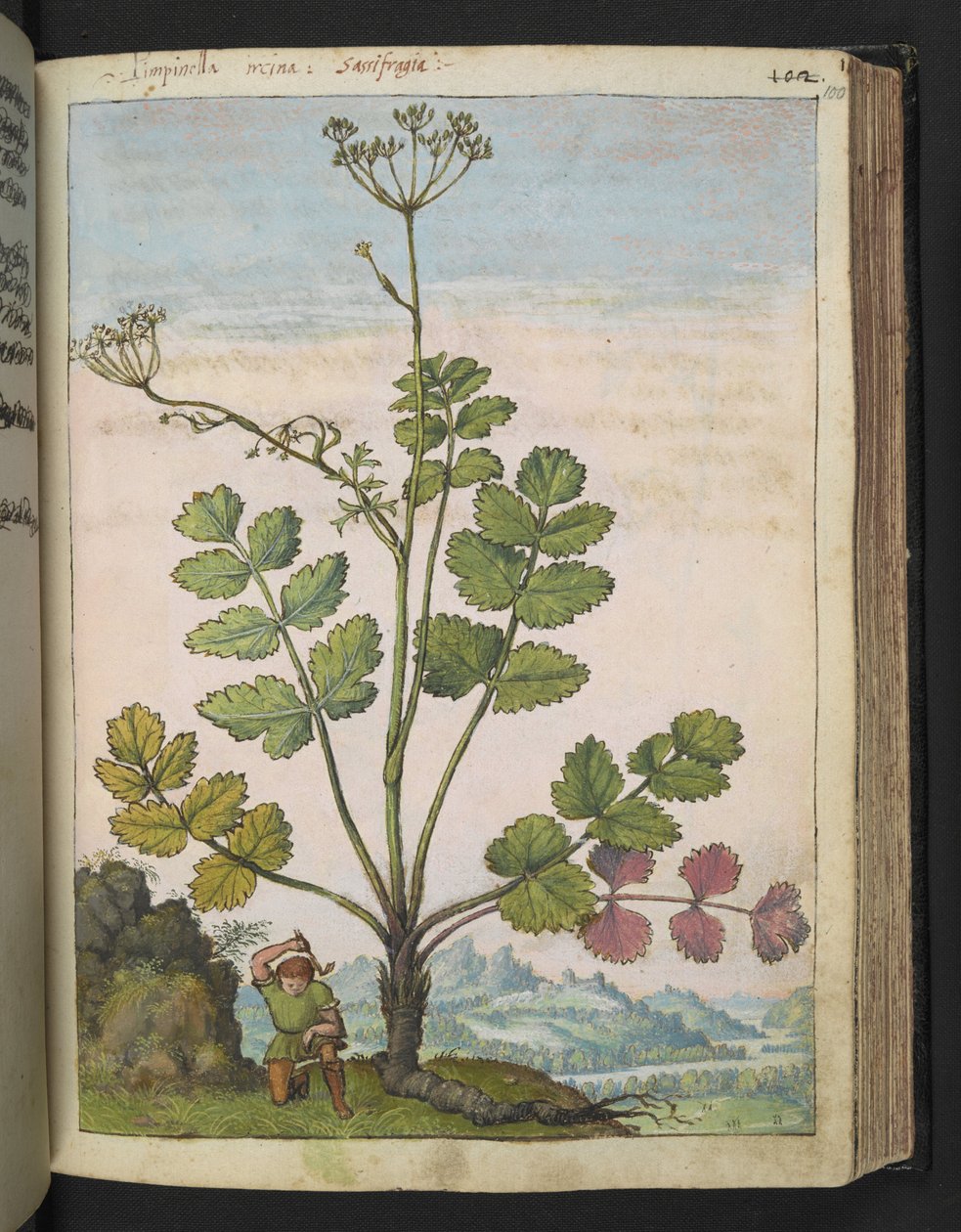 Pimpinella major, de "Pinturas de Flora de los Estados Romanos" de Gherardo Cibo, Add MS 22333, f100r, c.1564-84 (acuarela y gouache sobre papel) de Gherardo Cibo