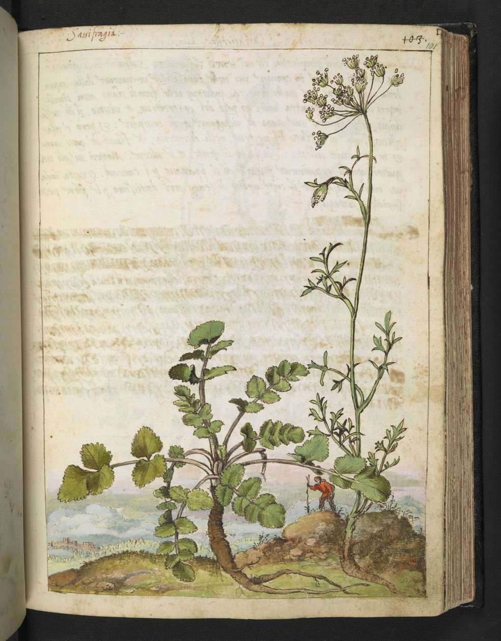 Pimpinella saxifraga, de "Pinturas de la flora de los estados romanos" de Gherardo Cibo, Add MS 22333, f101r, c.1564-84 (acuarela y gouache sobre papel) de Gherardo Cibo