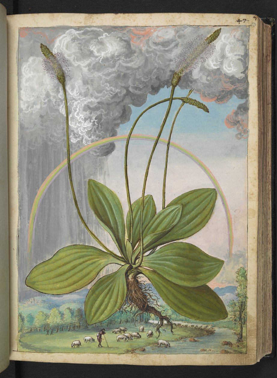 Plantago media, de "Pinturas de Flora de los Estados Romanos" de Gherardo Cibo, Add MS 22333, f050r, c.1564-84 (acuarela y gouache sobre papel) de Gherardo Cibo