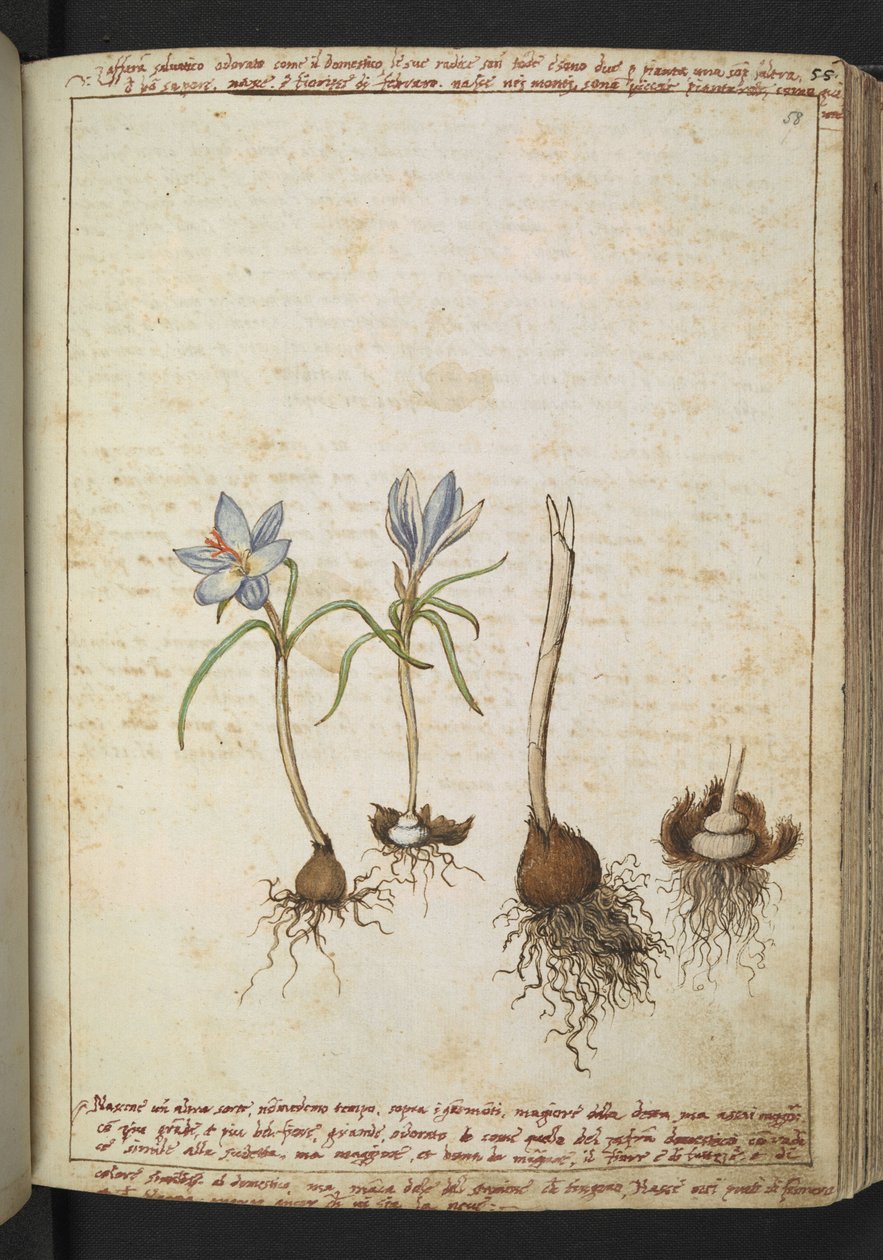 Plantas entre flores azules, de "Paintings of Flora of the Roman States" de Gherardo Cibo, Add MS 22333, f058r, c.1564-84 (acuarela y gouache sobre papel) de Gherardo Cibo
