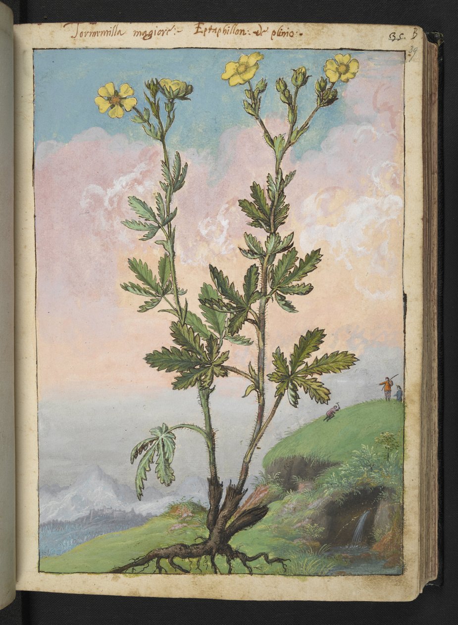 Potentilla recta: Una planta con flores amarillas, de "Pinturas de Flora de los Estados Romanos" de Gherardo Cibo, Add MS 22333, f039r, c.1564-84 (acuarela y gouache sobre papel) de Gherardo Cibo