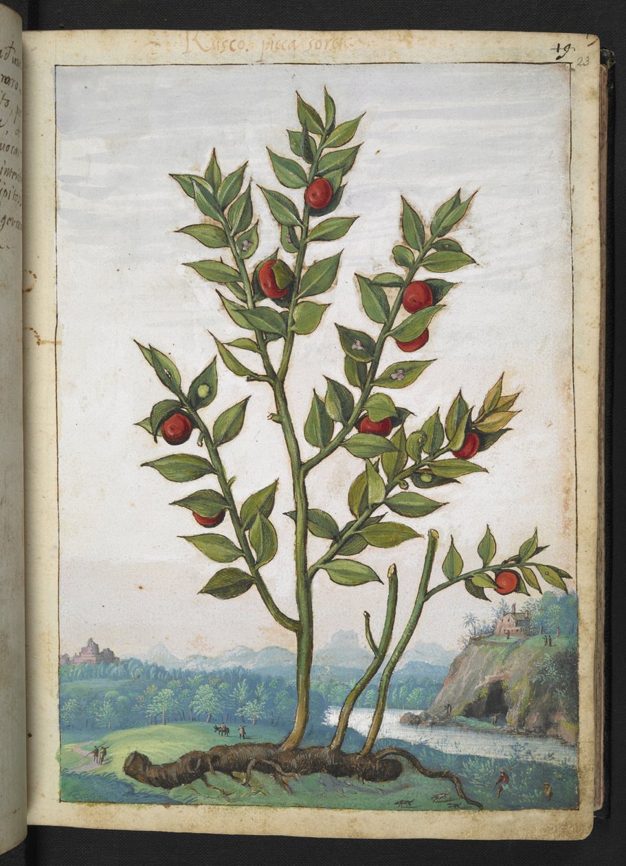 Ruscus aculeatus: una planta que produce bayas rojas, de "Pinturas de la flora de los estados romanos" de Gherardo Cibo, Add MS 22333, f023r, c.1564-84 (acuarela y gouache sobre papel) de Gherardo Cibo