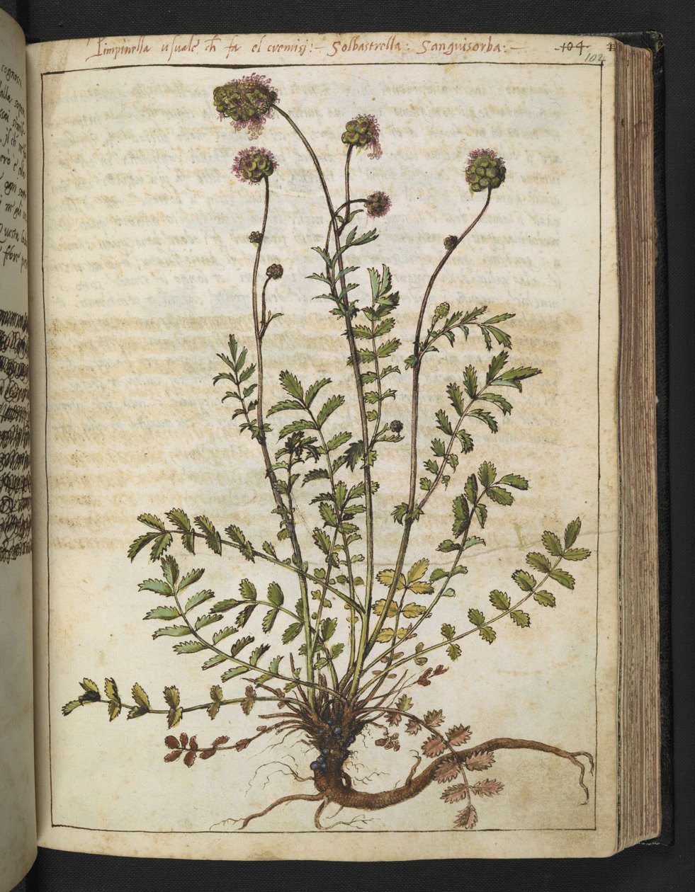 Sanguisorba minor, de "Pinturas de Flora de los Estados Romanos" de Gherardo Cibo, Add MS 22333, f102r, c.1564-84 (acuarela y gouache sobre papel) de Gherardo Cibo
