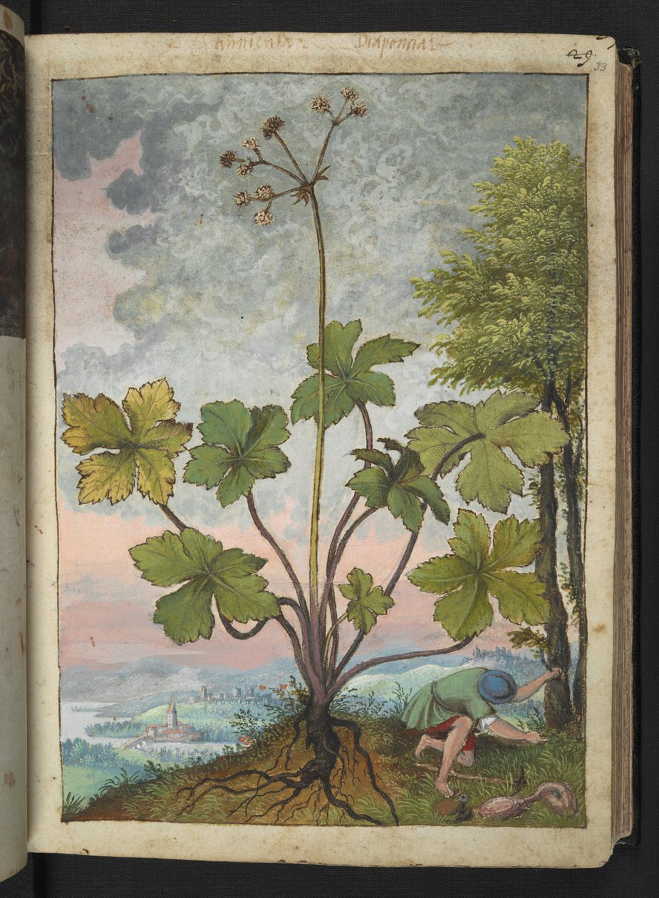 Sanicula europaea y un hombre examinando la base de un árbol, de "Paintings of Flora of the Roman States" de Gherardo Cibo, Add MS 22333, f033r, c.1564-84 (acuarela y gouache sobre papel) de Gherardo Cibo