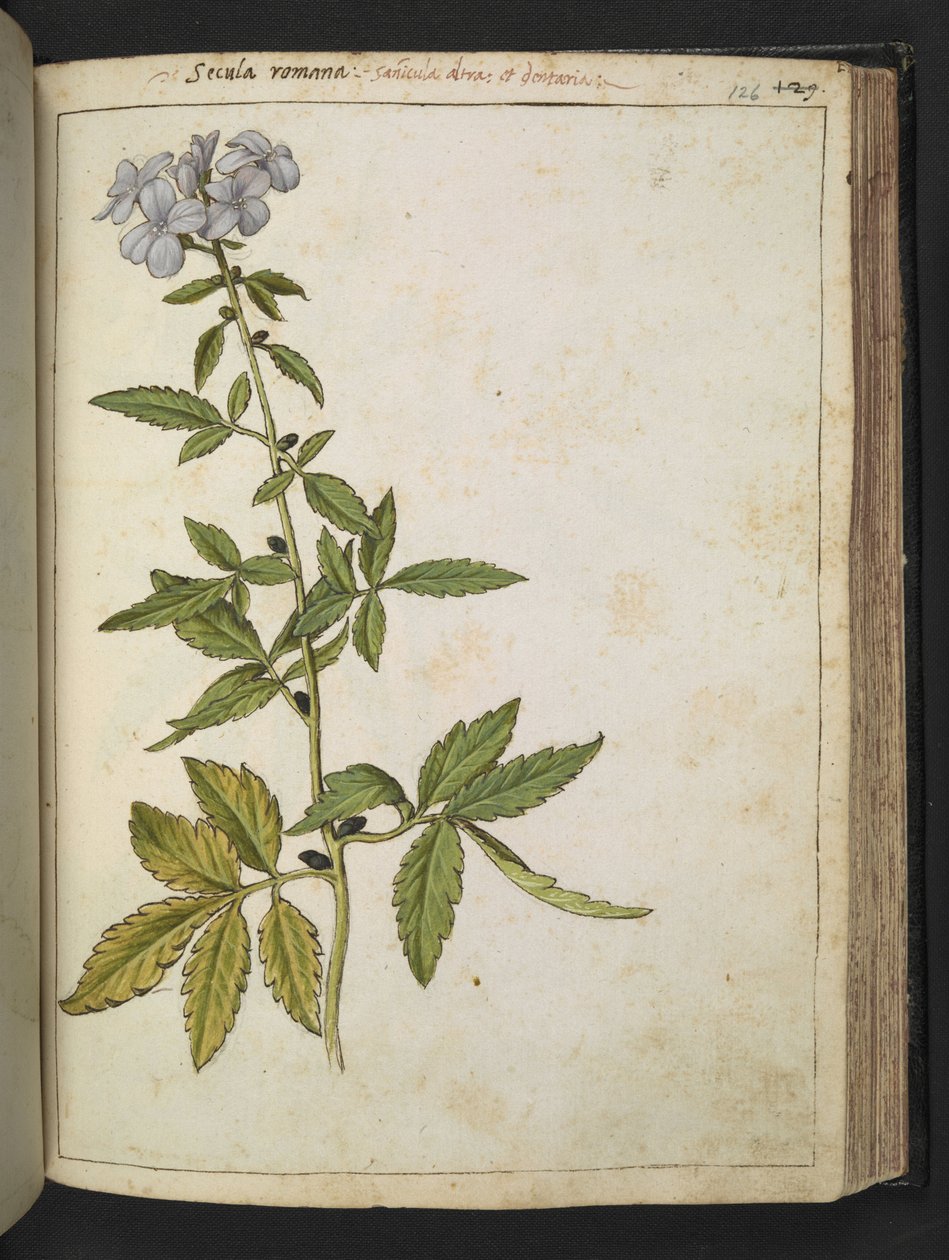 Sanicula, de "Pinturas de Flora de los Estados Romanos" de Gherardo Cibo, Add MS 22333, f126r, c.1564-84 (acuarela y gouache sobre papel) de Gherardo Cibo