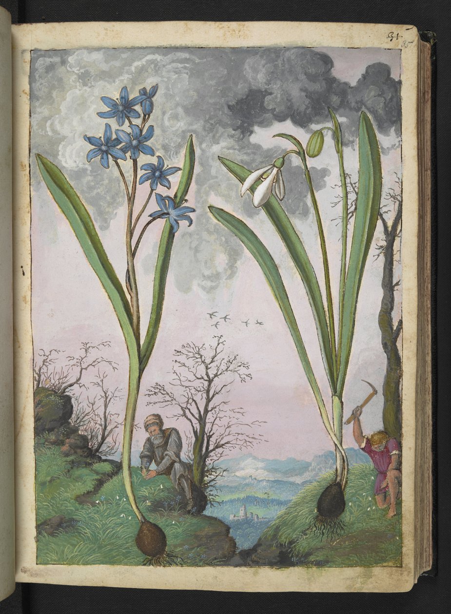 Scilla bifolia y Galanthus nivalis, de "Pinturas de la flora de los estados romanos" de Gherardo Cibo, Add MS 22333, f035r, c.1564-84 (acuarela y gouache sobre papel) de Gherardo Cibo