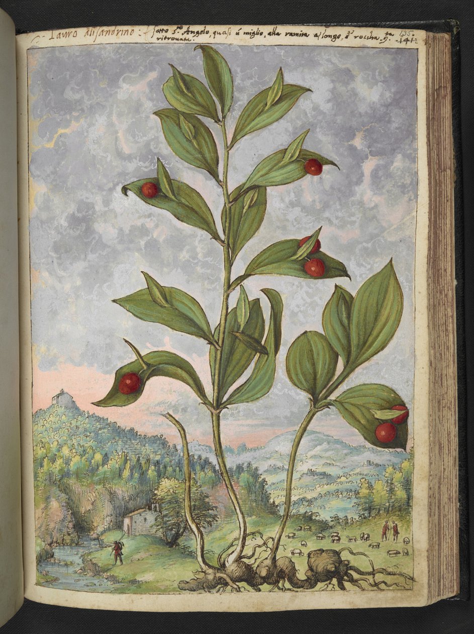 Streptopus amplexifolius (tallo retorcido), de "Pinturas de la flora de los estados romanos" de Gherardo Cibo, Add MS 2233, f135r, c.1564-84 (acuarela y gouache sobre papel) de Gherardo Cibo