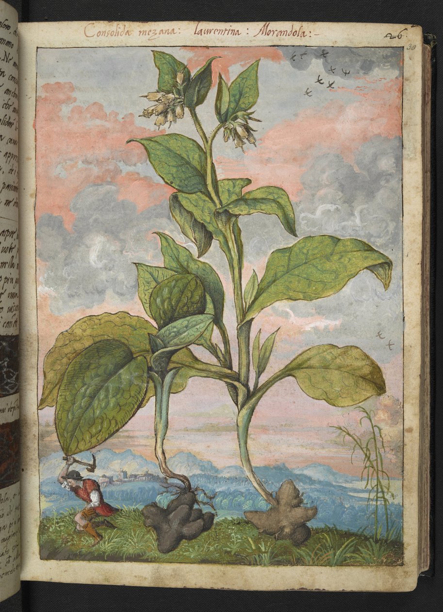 Symphytum tuberosum, de "Pinturas de flora de los estados romanos" de Gherardo Cibo, Add MS 22333, f030r, c.1564-84 (acuarela y gouache sobre papel) de Gherardo Cibo