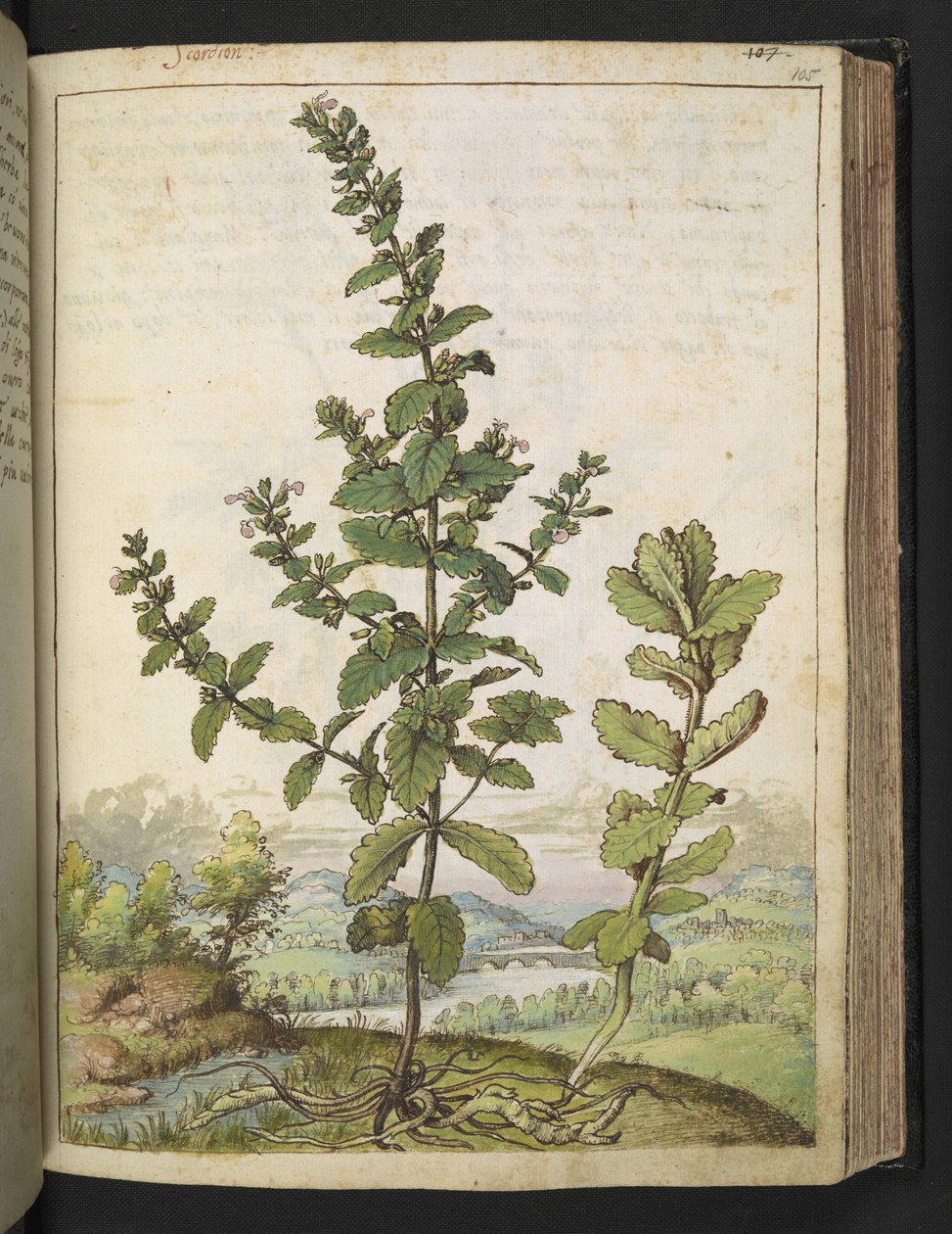 Teucrium scordium, de "Pinturas de Flora de los Estados Romanos" de Gherardo Cibo, Add MS 22333, f105r, c.1564-84 (acuarela y gouache sobre papel) de Gherardo Cibo