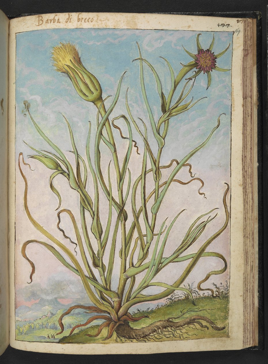 Tragopogon porrifolius, de "Pinturas de flora de los estados romanos" de Gherardo Cibo, Add MS 22333, f169r, c.1564-84 (acuarela y gouache sobre papel) de Gherardo Cibo