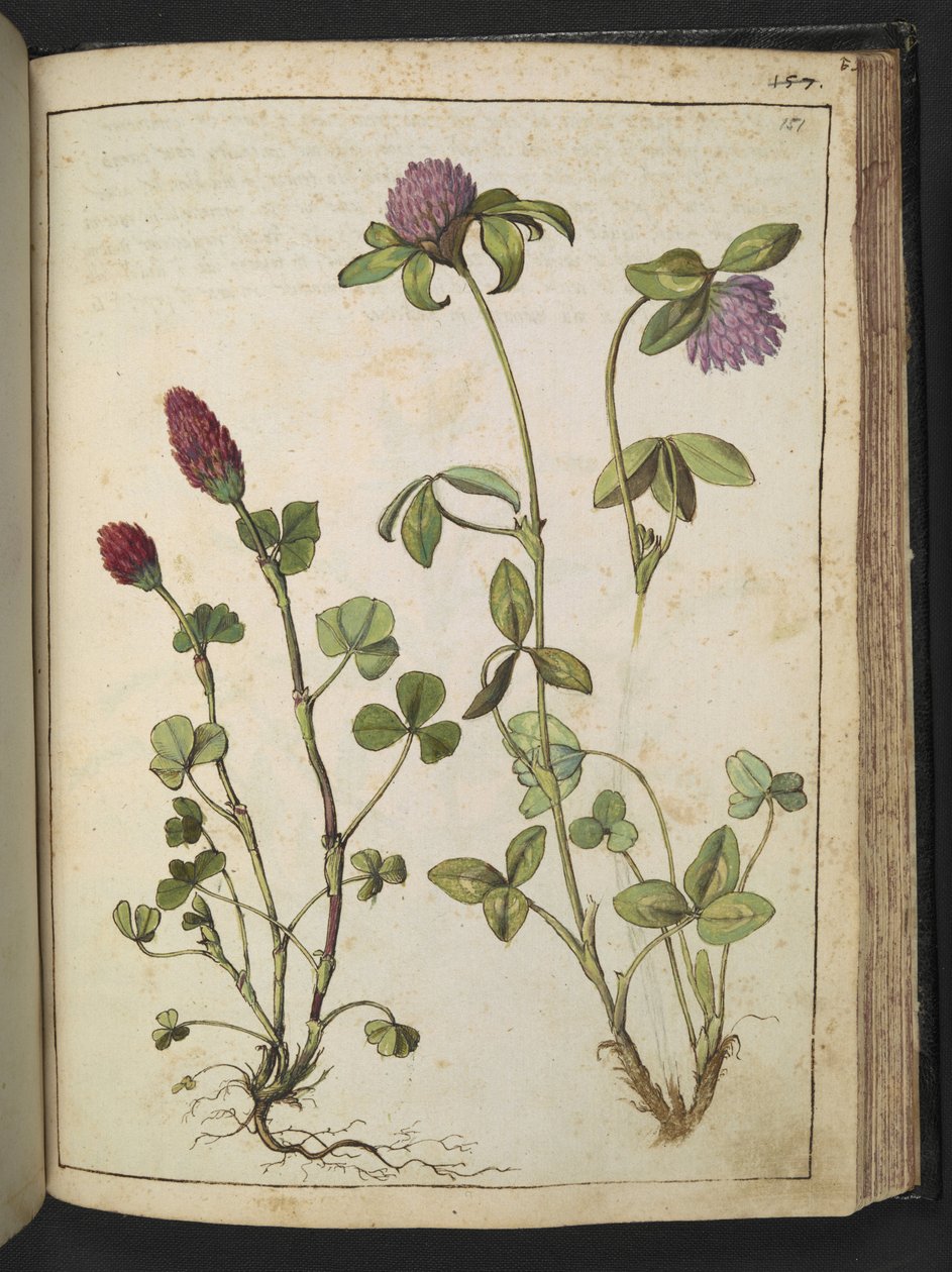 Trifolium incarnatum y Trifolium pratens, de "Pinturas de la flora de los estados romanos" de Gherardo Cibo, Add MS 22333, f151r, c.1564-84 (acuarela y gouache sobre papel) de Gherardo Cibo