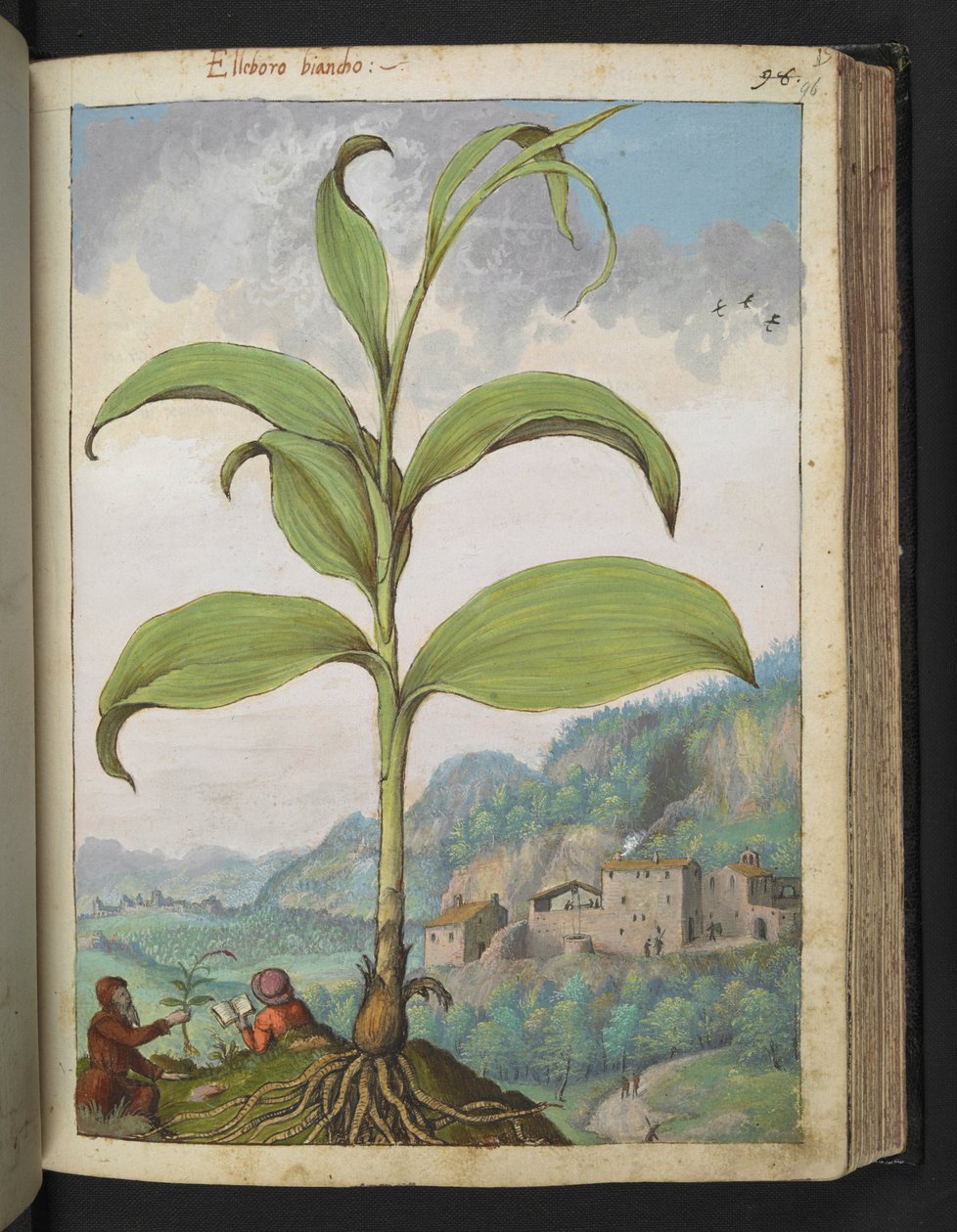 Veratrum nigrum, de "Pinturas de Flora de los Estados Romanos" de Gherardo Cibo, Add MS 22333, f096r, c.1564-84 (acuarela y gouache sobre papel) de Gherardo Cibo