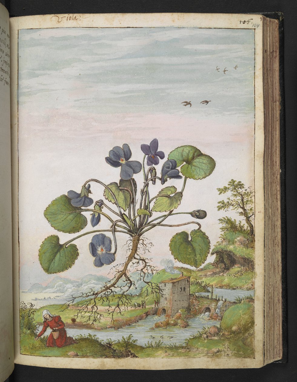 Viola odorata, de "Pinturas de flora de los estados romanos" de Gherardo Cibo, Add MS 22333, f104r, c.1564-84 (acuarela y gouache sobre papel) de Gherardo Cibo