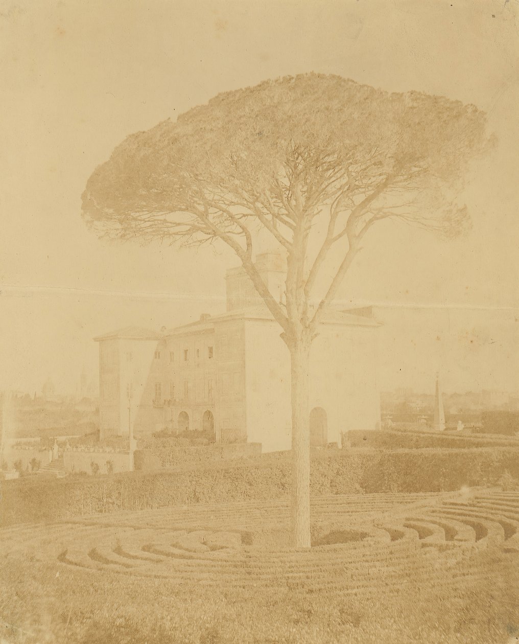 [Árbol en jardín formal fuera del Palazzo], 1860s-70s de Giacomo Caneva