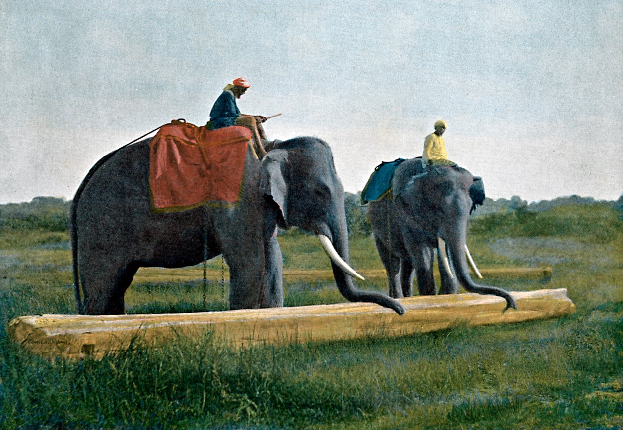 Elefantes moviendo un tronco, Ceilán, c1890 de Gillot