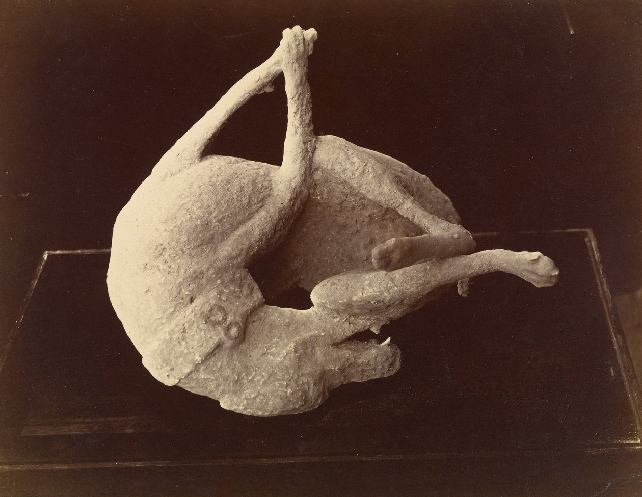 (Molde de un perro muerto por la erupción del Monte Vesubio, Pompeya) de Giorgio Sommer