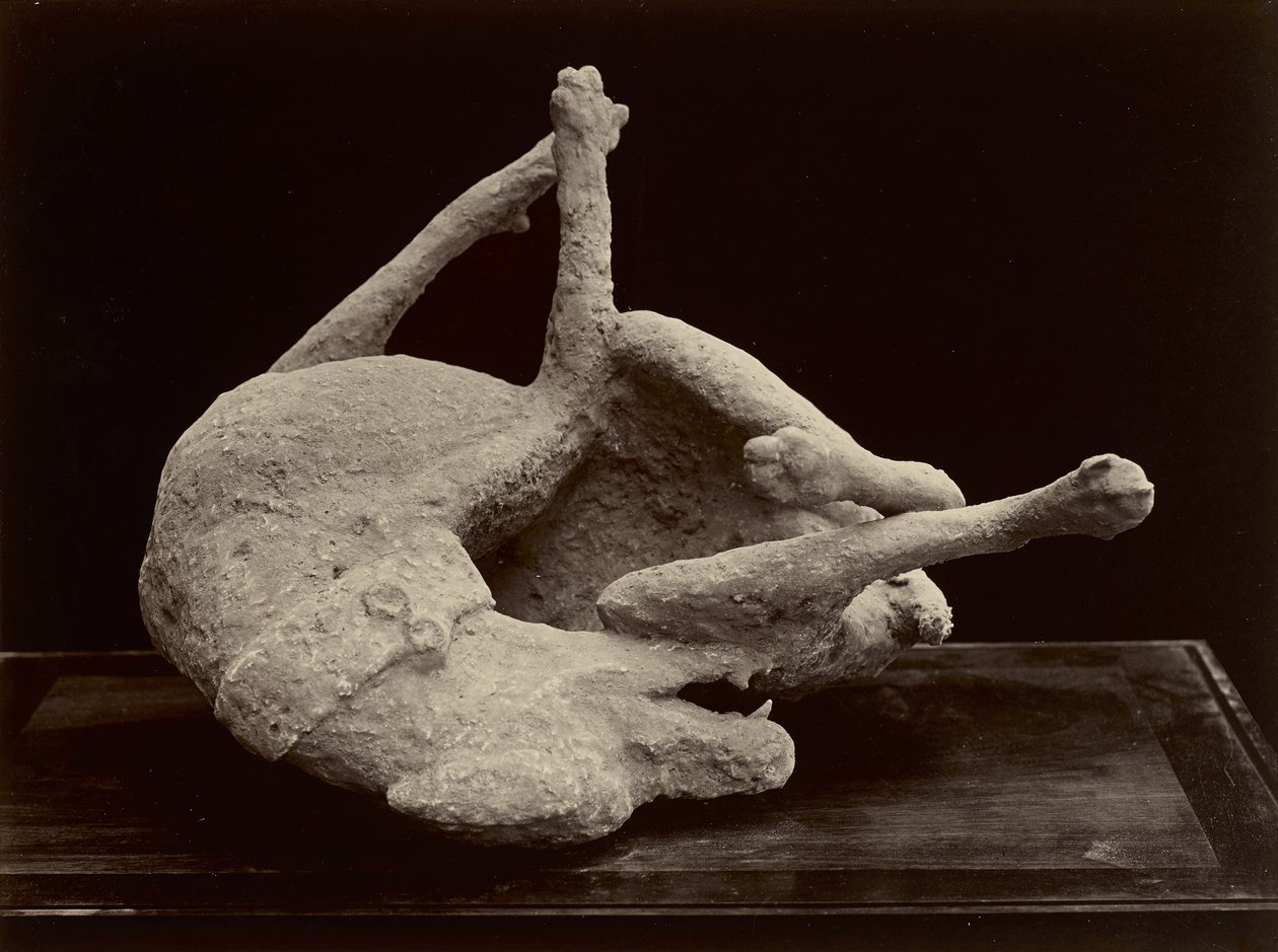 Perro, Pompeya, c.1870 de Giorgio Sommer