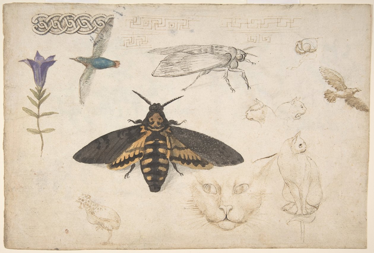 Estudios de una genciana, polilla, pájaros, gatos, motivo entrelazado y grecas griegas, recto, 1530-40 de Giorgio di Giovanni